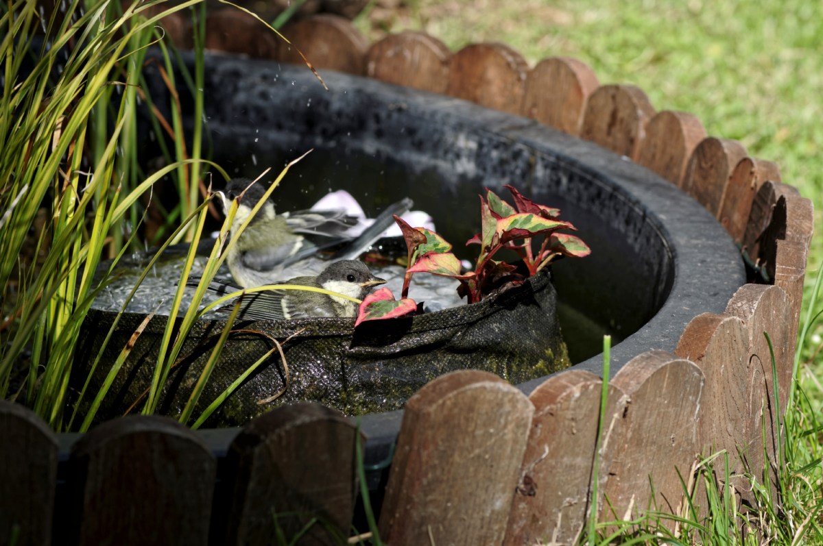 mésanges charbonnières, bain des mésanges, oiseaux du jardin, 