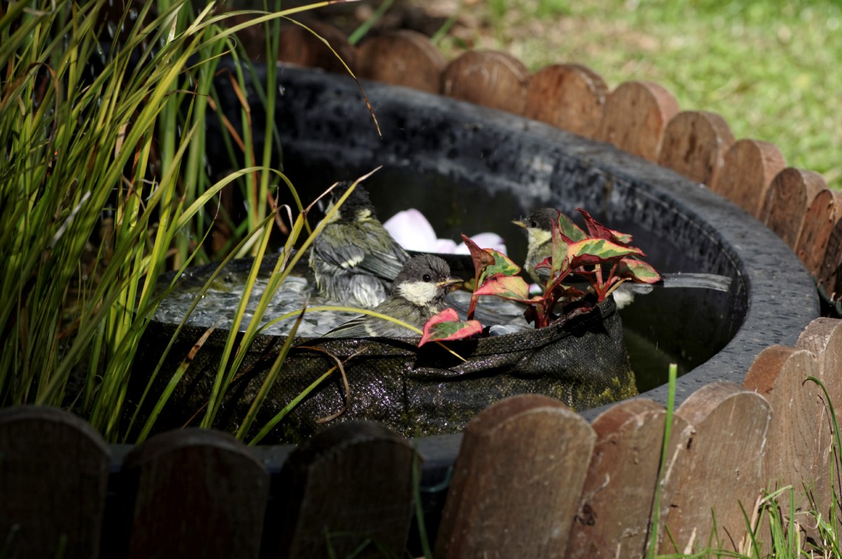 mésanges charbonnières, bain des mésanges, oiseaux du jardin, 