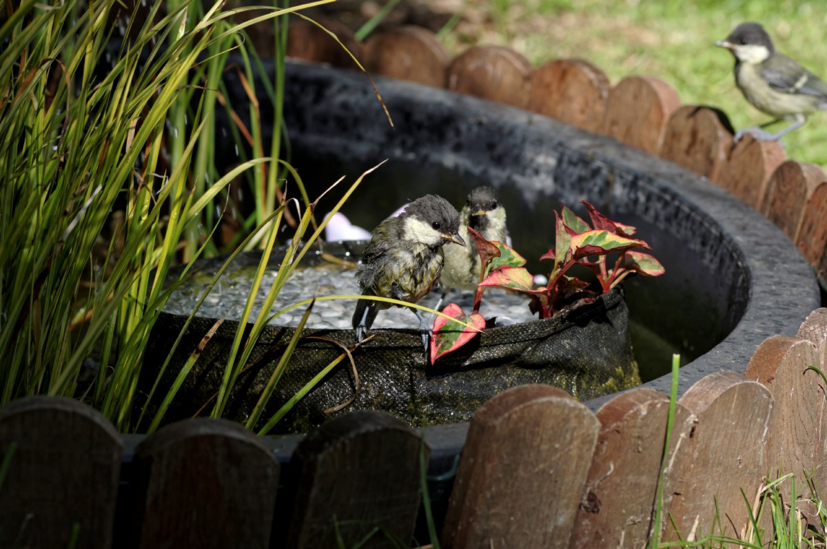 mésanges charbonnières, bain des mésanges, oiseaux du jardin, 