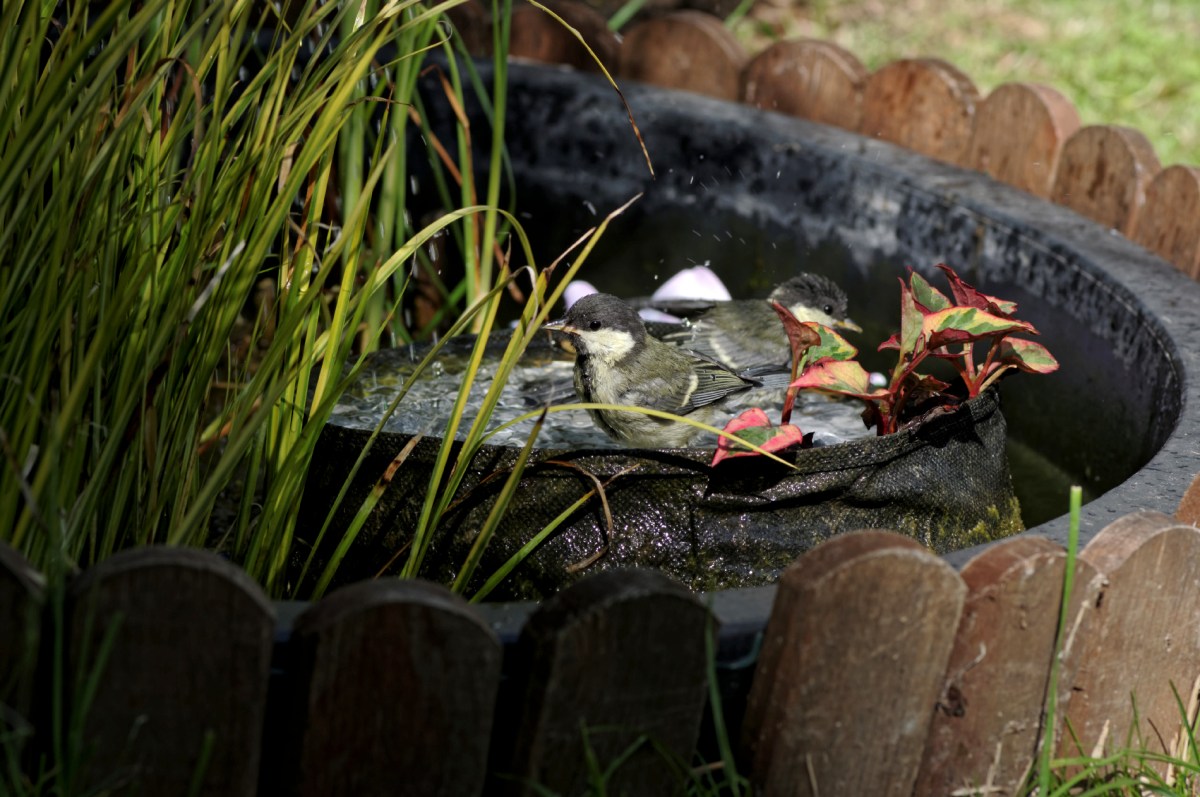 mésanges charbonnières, bain des mésanges, oiseaux du jardin, 