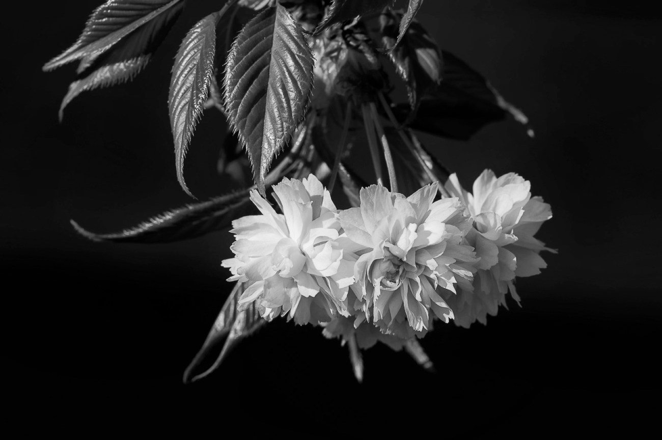 fleurs cerisier N&B pour Sandrine