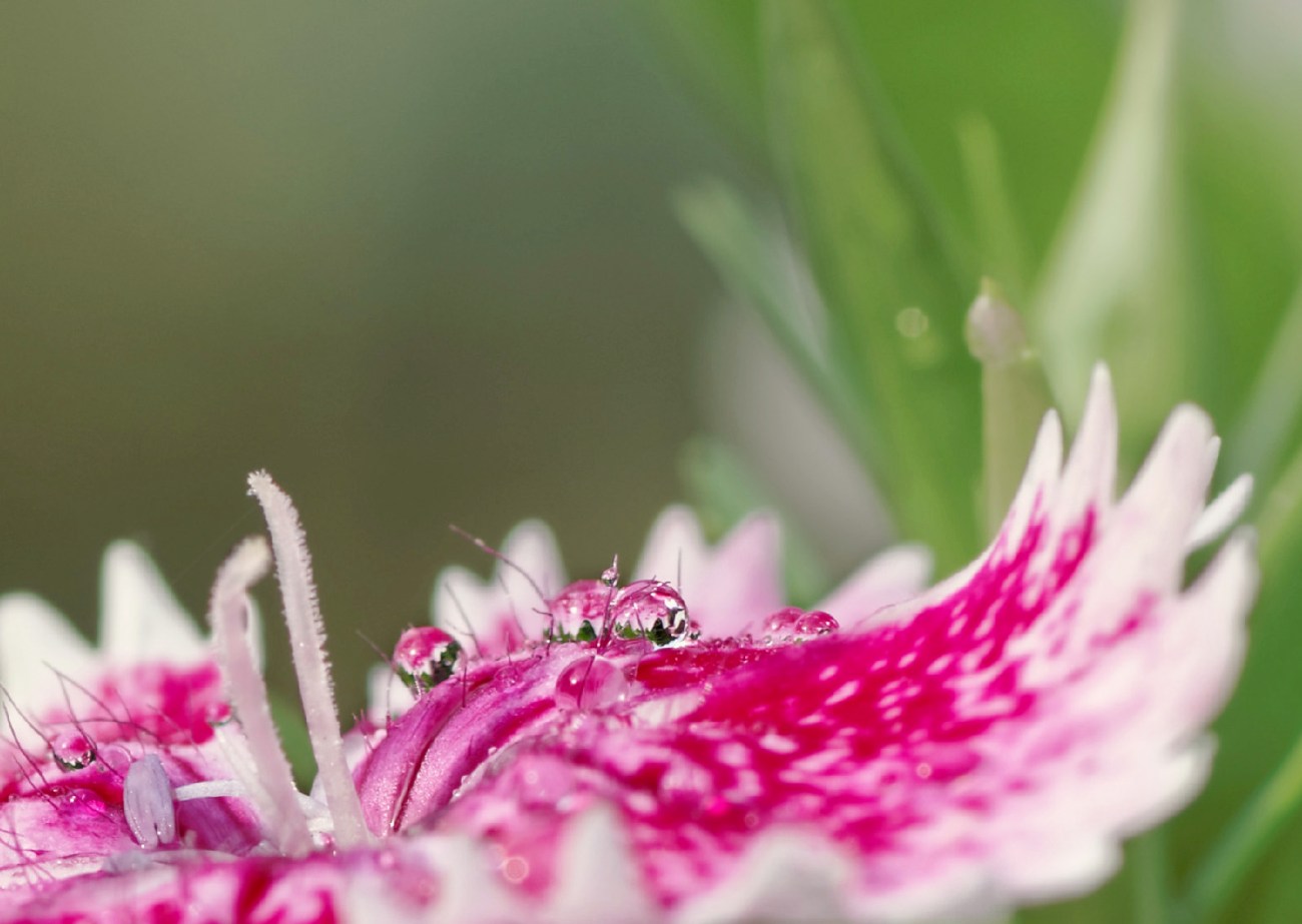 oeillet, goutte de pluie, macro, gouttes, fleur