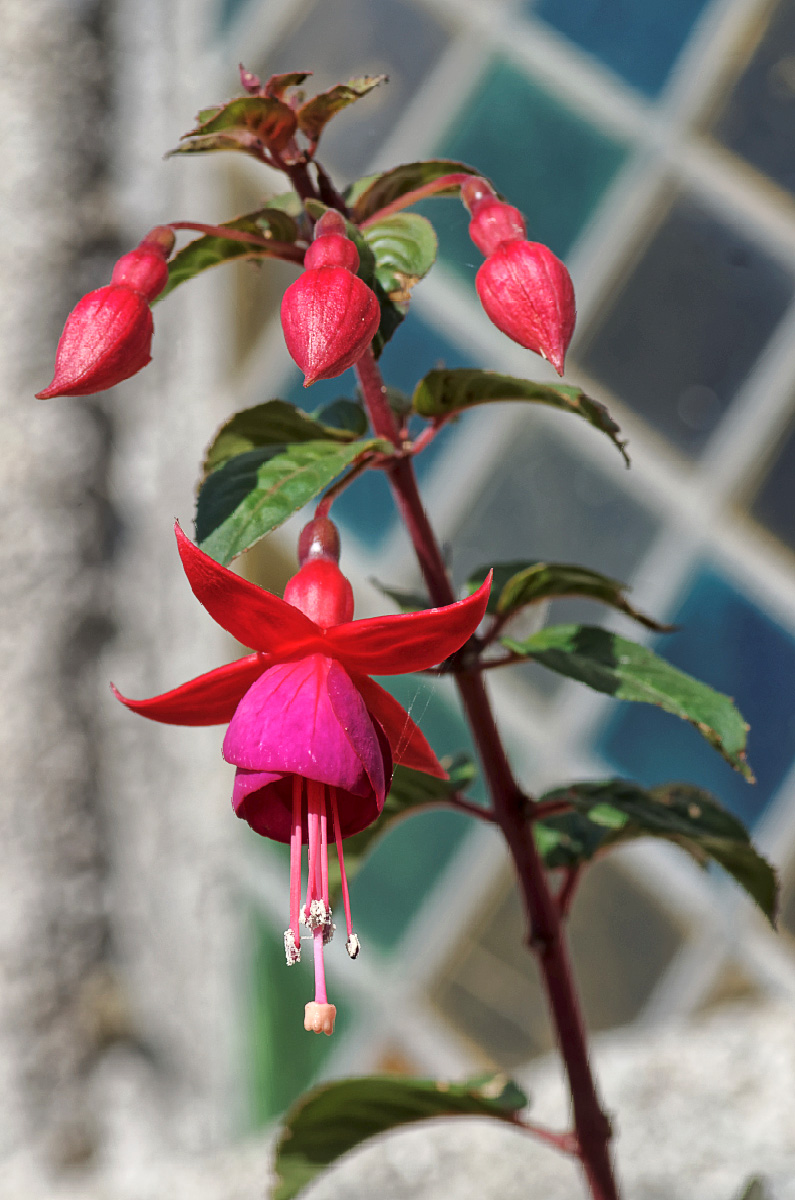 fuschias, vitraux chapelle St-Egarec, chapelle Saint-Egarec, Kerlouan,Bretagne, Finistère