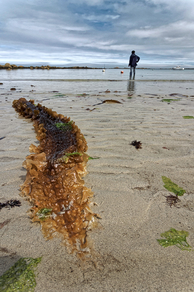 goémon, Curnic, Guissény, port, bouée, bretagne, finistère