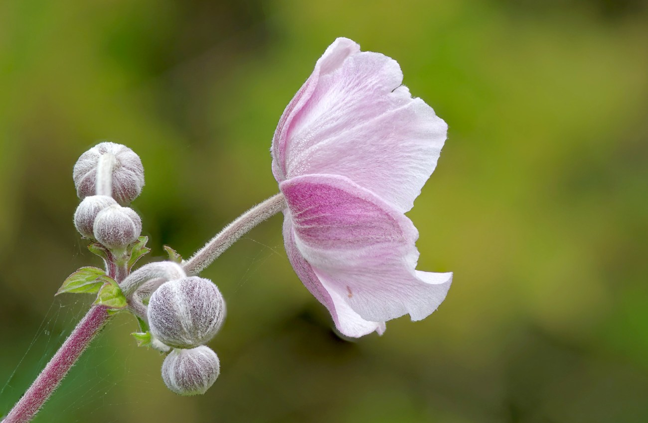 anémone FS1, fleur anémone, renonculacée, macro, 
