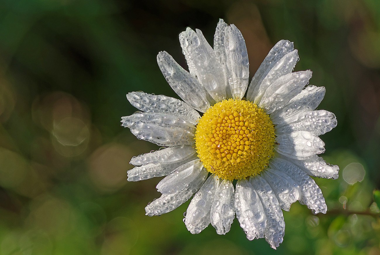 marquerite FS, rosée du matin, Curnic, Finistère, Bretagne