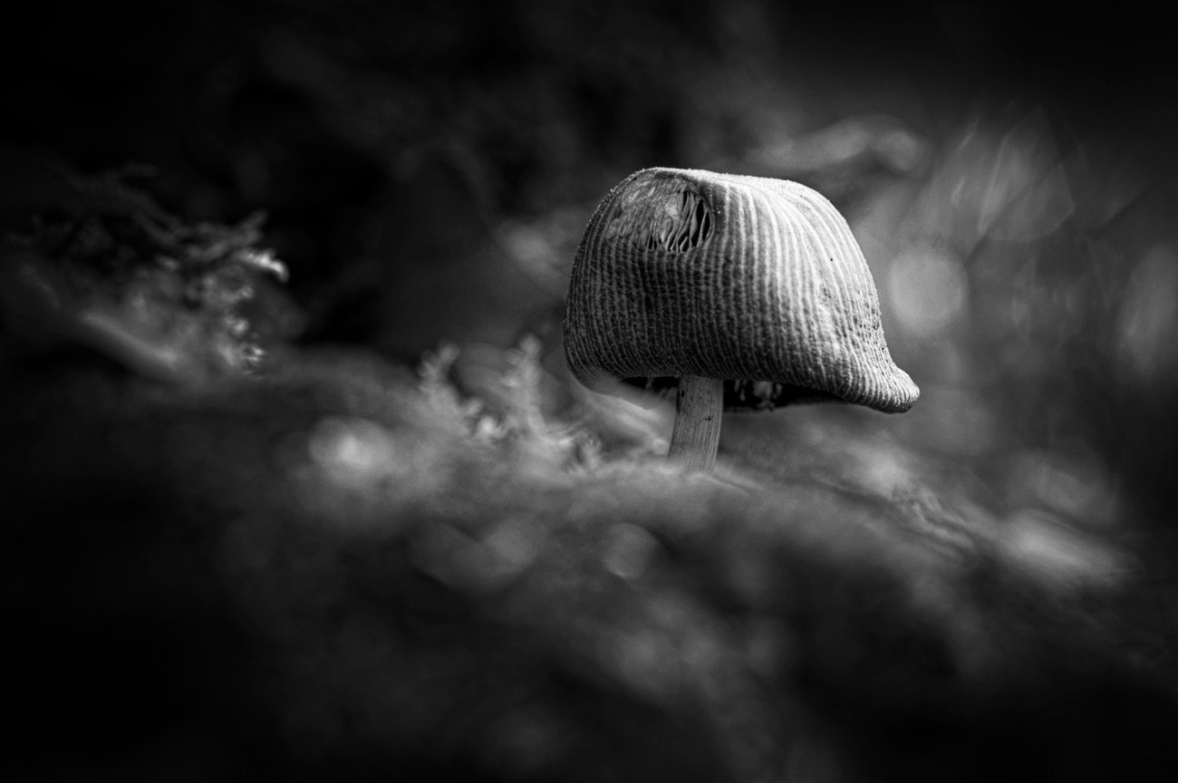 cache cache champignon version N&B, champignons, noir et blanc, 
