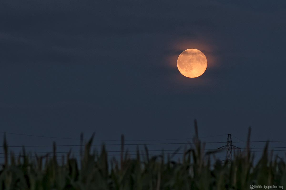 lune rousse Guissény champs de maïs 1
