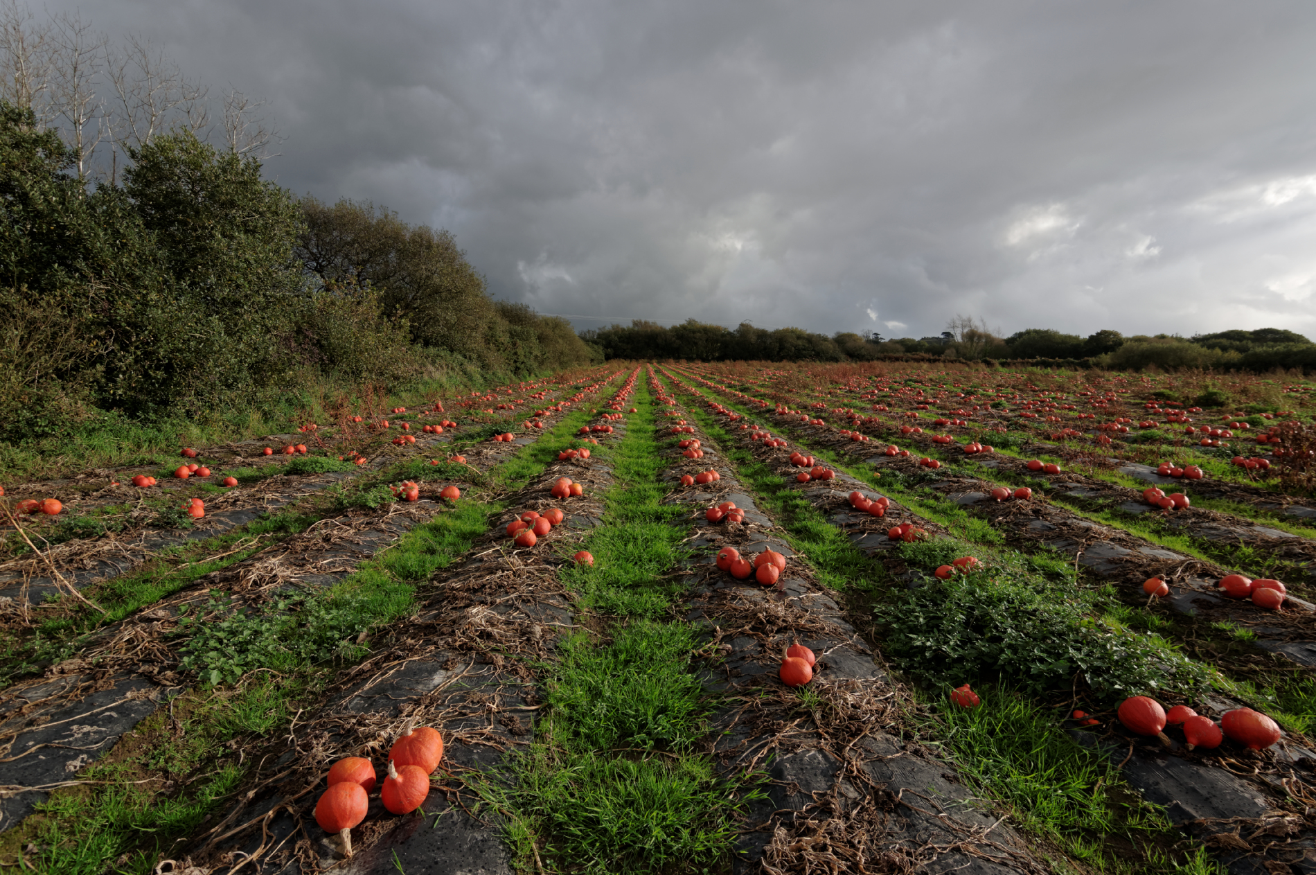 champs de citrouilles Roudouz, citrouilles, halloween 