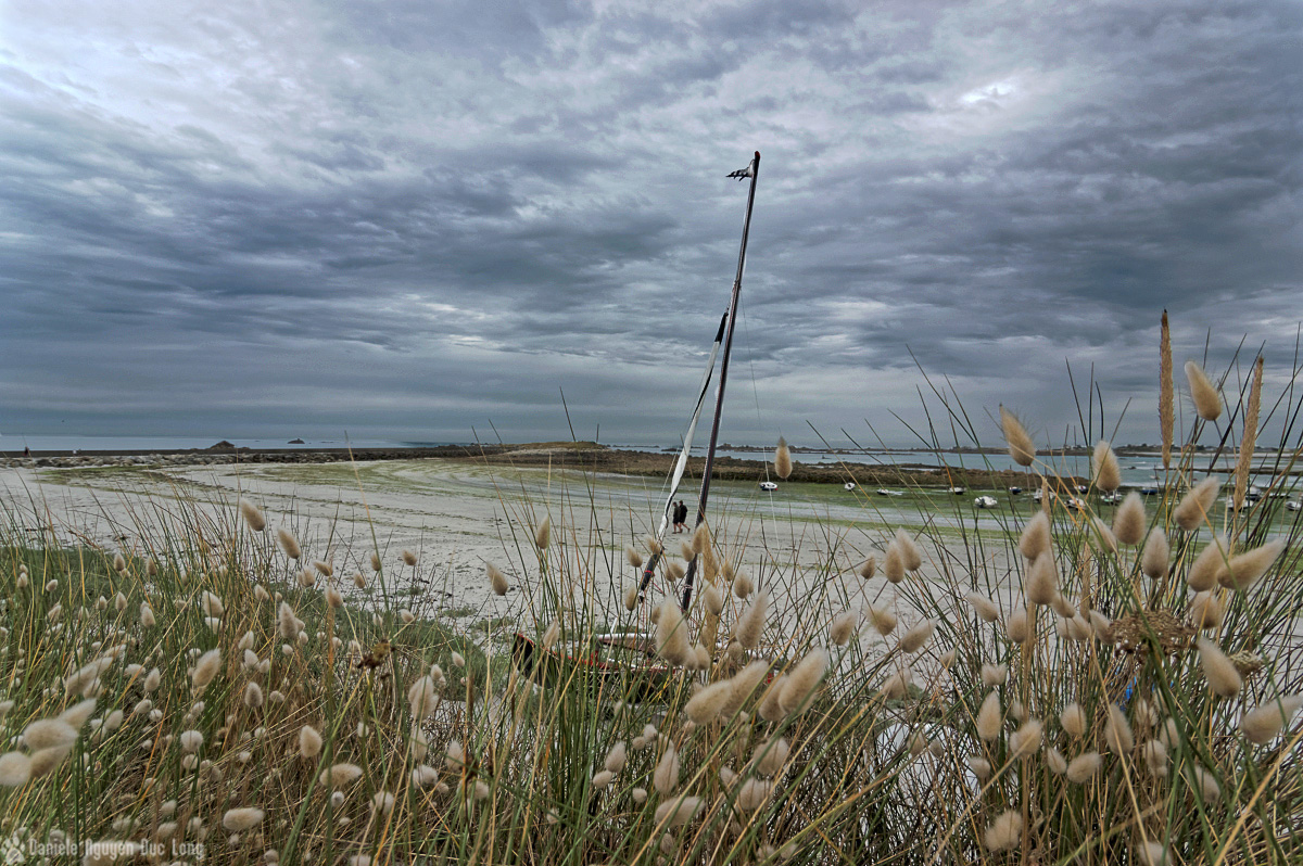 port du Curnic derrière les queues de lapin, promenade sous un ciel plombé au Curnic, lagurus ovatus, Guissény, Bretagne, Finistère