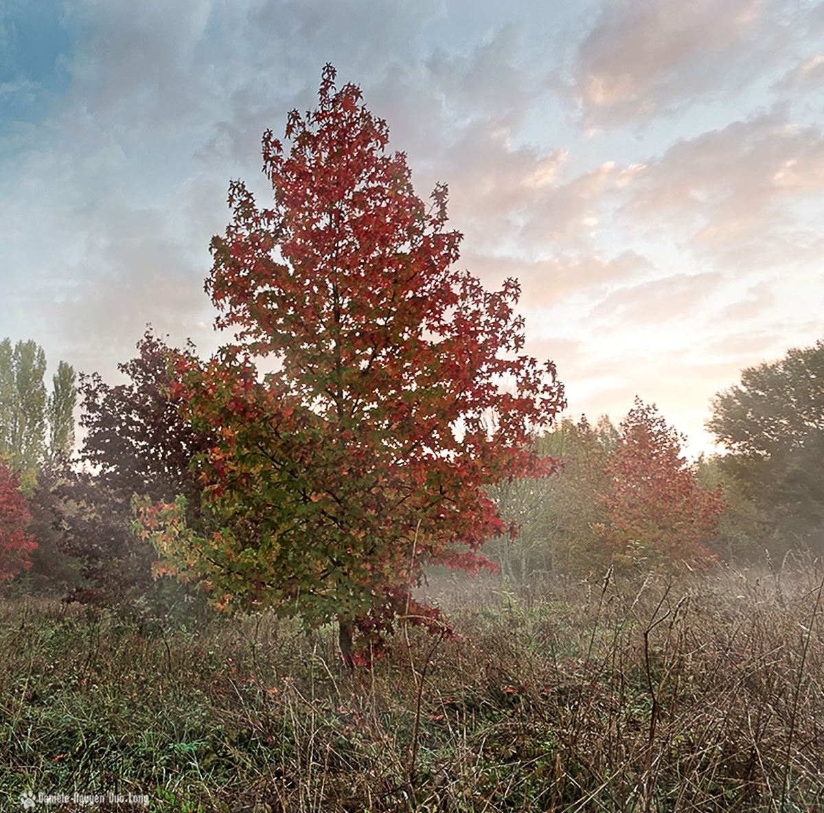 lever soleil bois templiers et couleurs d'automne et brume
