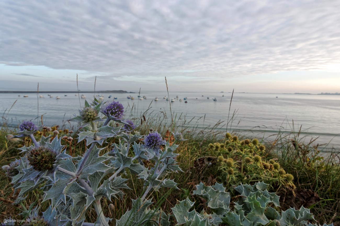 panicauts au curnic, port du Curnic, Curnic, Guissény, Bretagne, Finistère