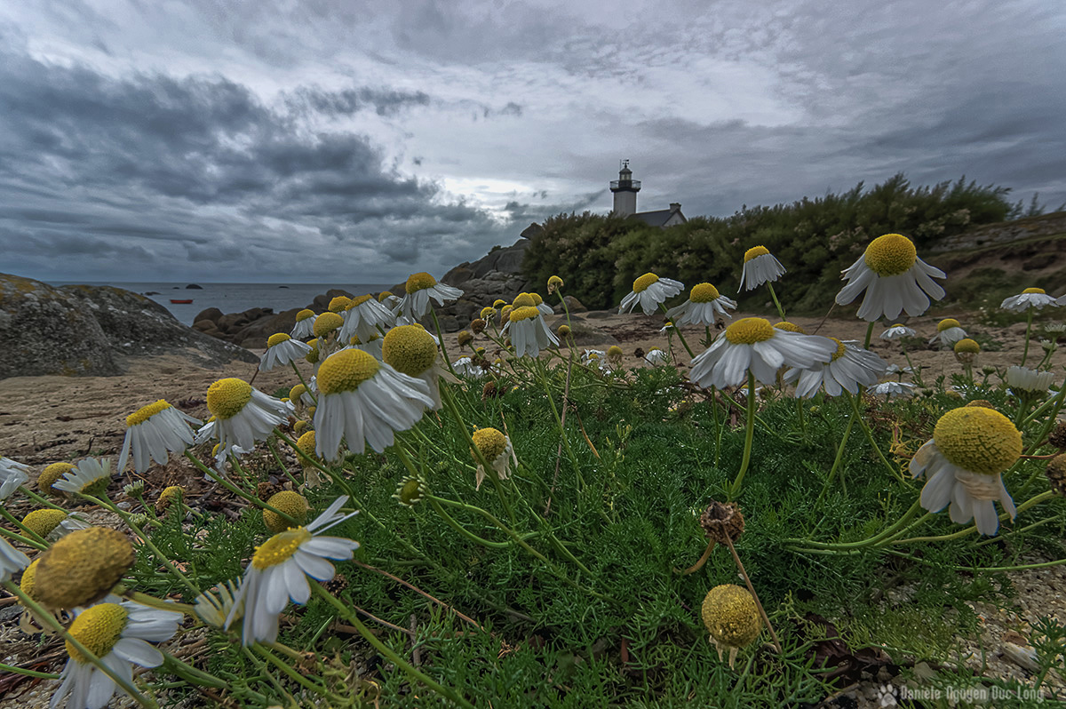 pontusval et soleils au sol 01 blog, Pontusval, Finistère, Bretagne, phare de Pontusval, matricaire maritime, fausse camomille