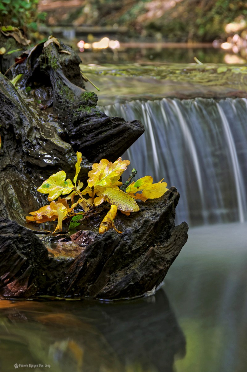 pose longue, souche et feuille, souche forme masque ethnique 