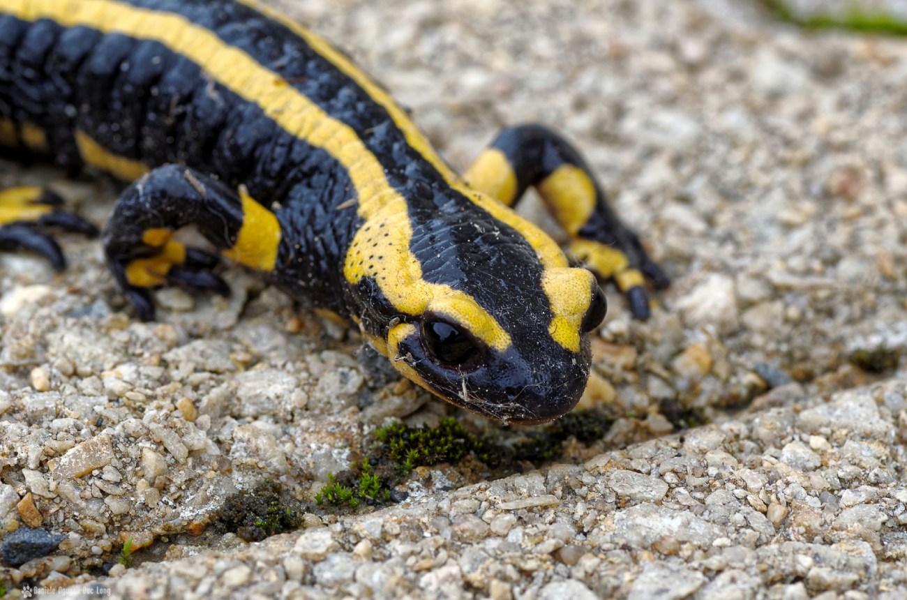 salamandre tête,salamandre sur la terrasse, salmandra, urodèle
