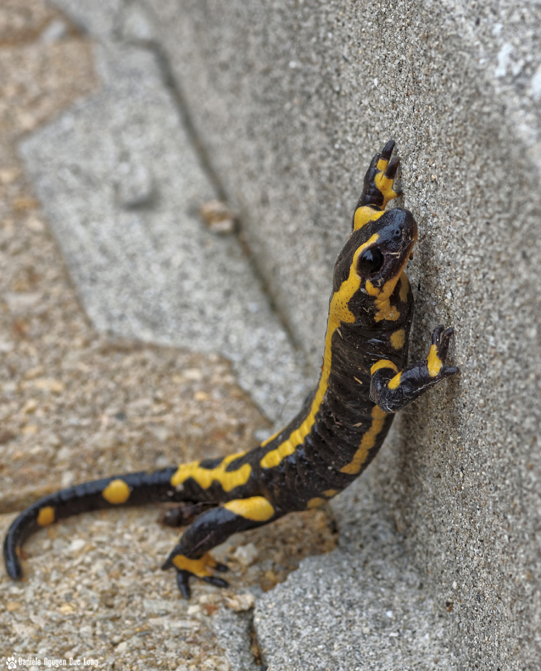 salamandre voulant monter une marche, salamandre tête, salamandre sur la terrasse, salmandra, urodèle