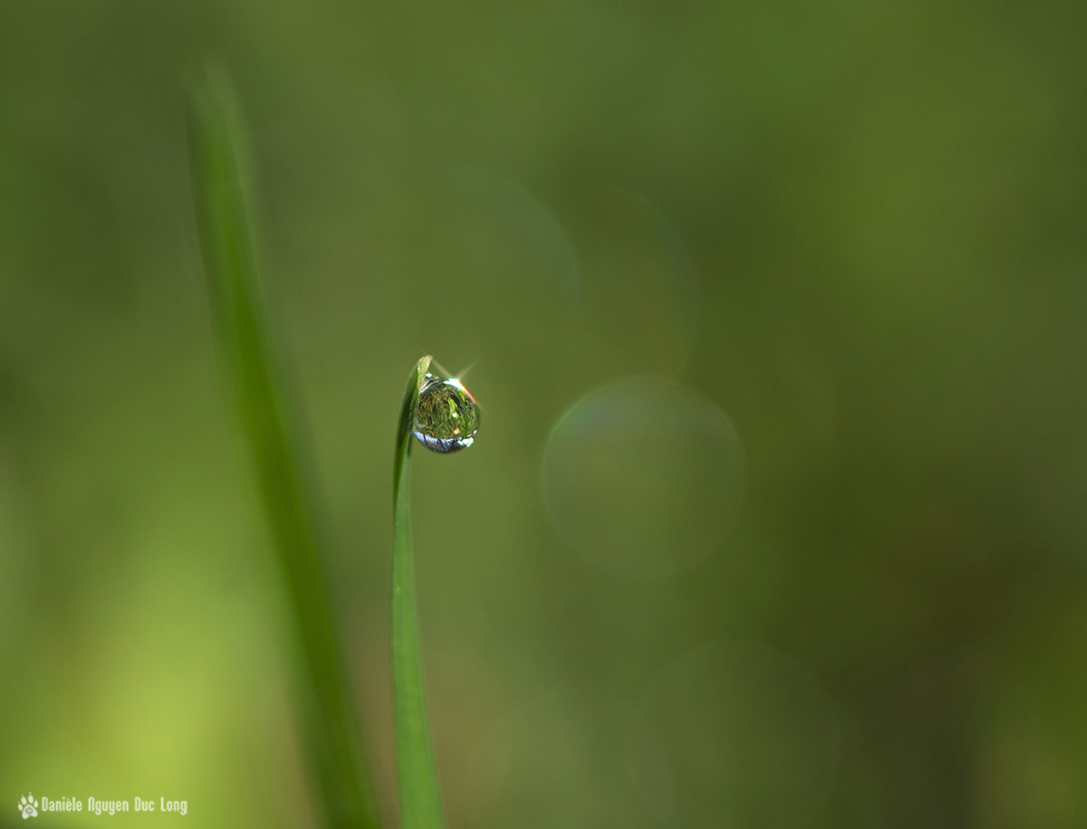 une goutte de rosée sur une herbe