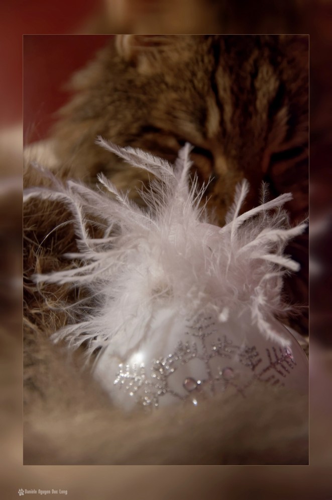 anaximandre, chat angora turc, chat, boule de noël, noël 2015 la Tribu d'Anaximandre