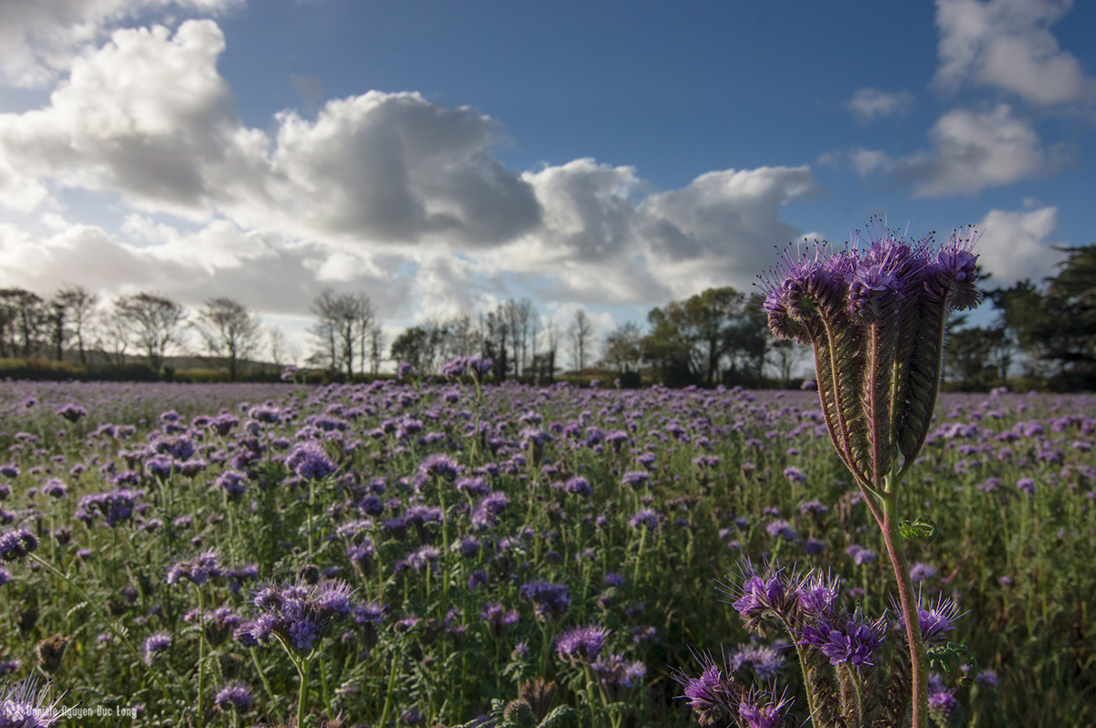 champs de phacélie3 copie