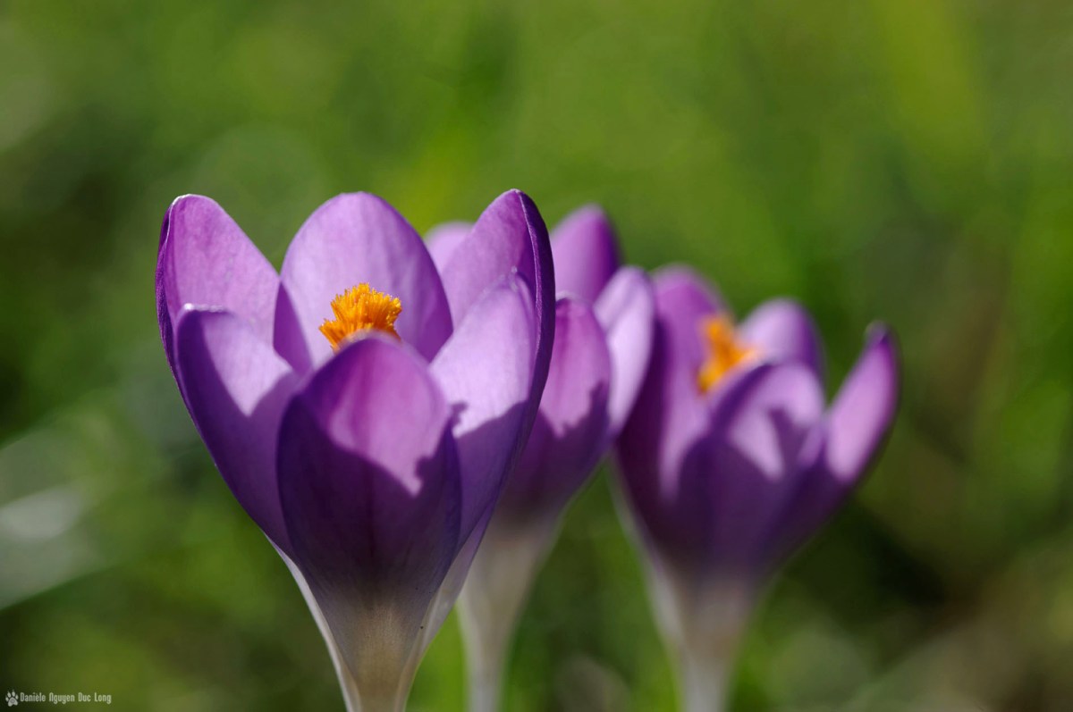 crocus mauve jardin1, crocus, famille des Iridaceae, fleur, 