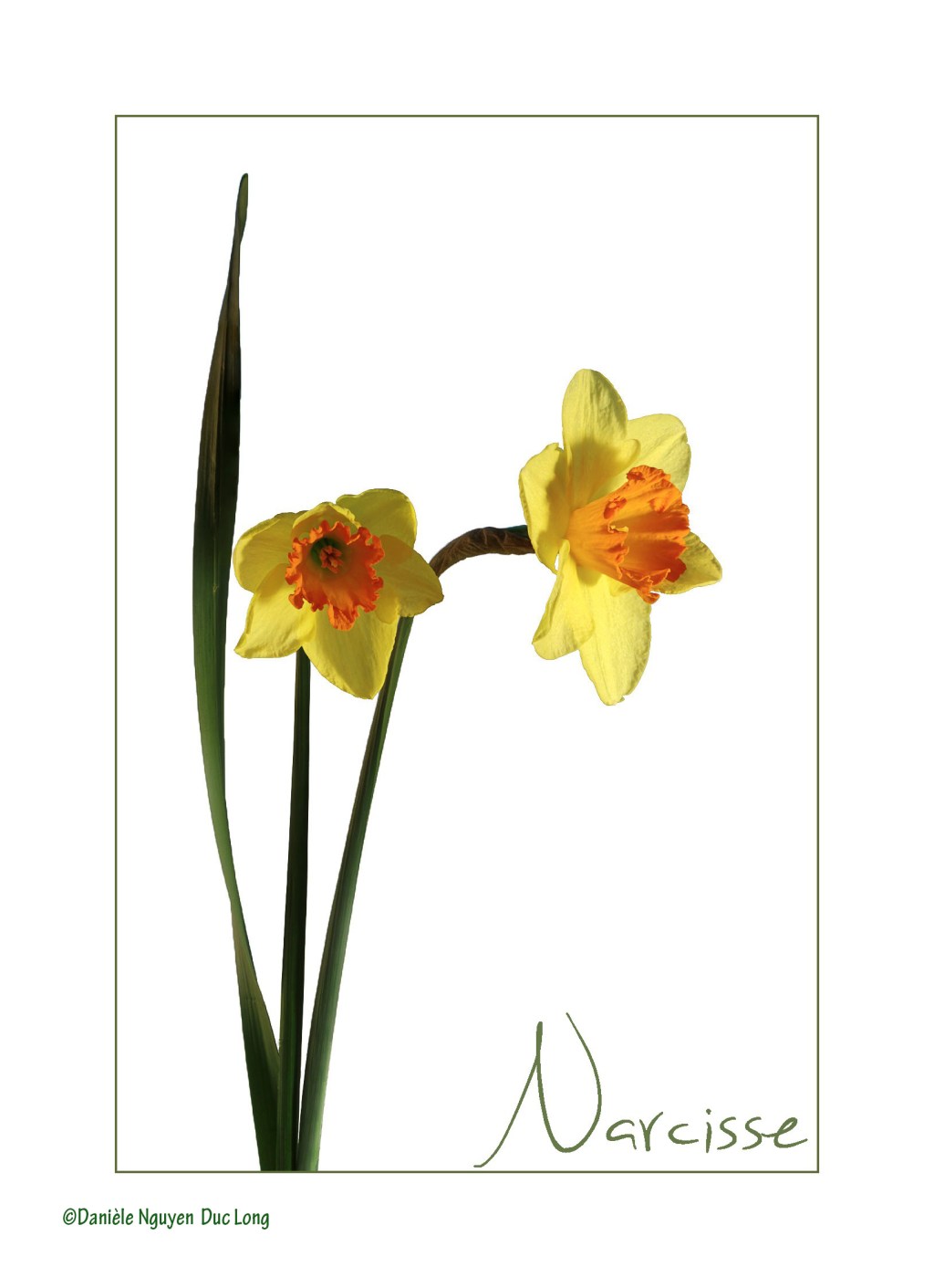 fs sur narcisse jardin studio 1