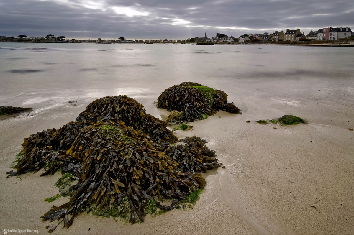 pose longue matin d'hiver marée descendante Brignogan, varech, algues marines, Brignogan, Finistère, Bretagne