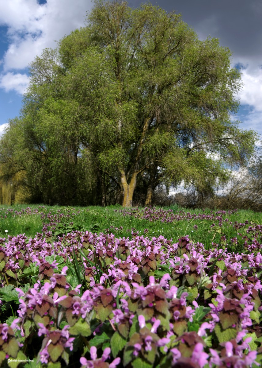 fleurs mauves et saules