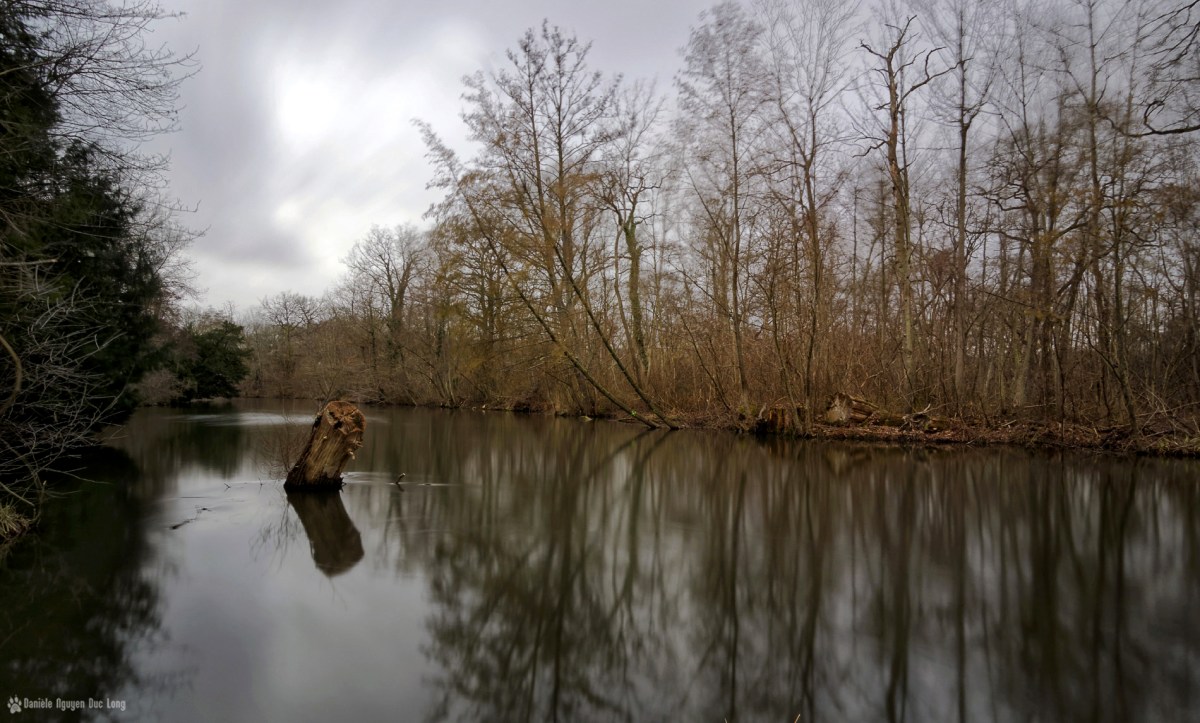 pose longue sur tronc au marais de Fontenay le Vicomte rivière l'Essonne
