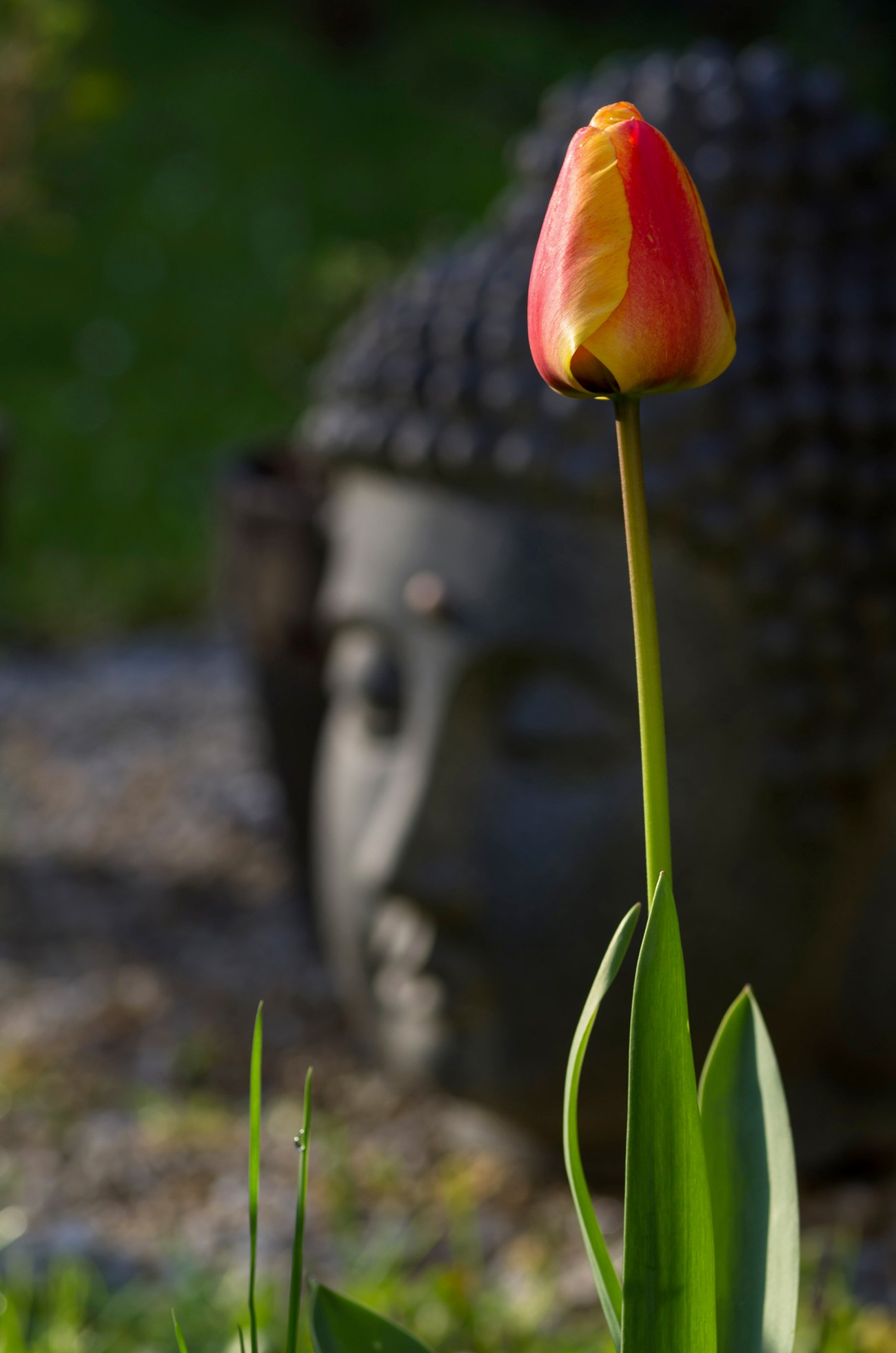 tulipe Bouddha 1 copie