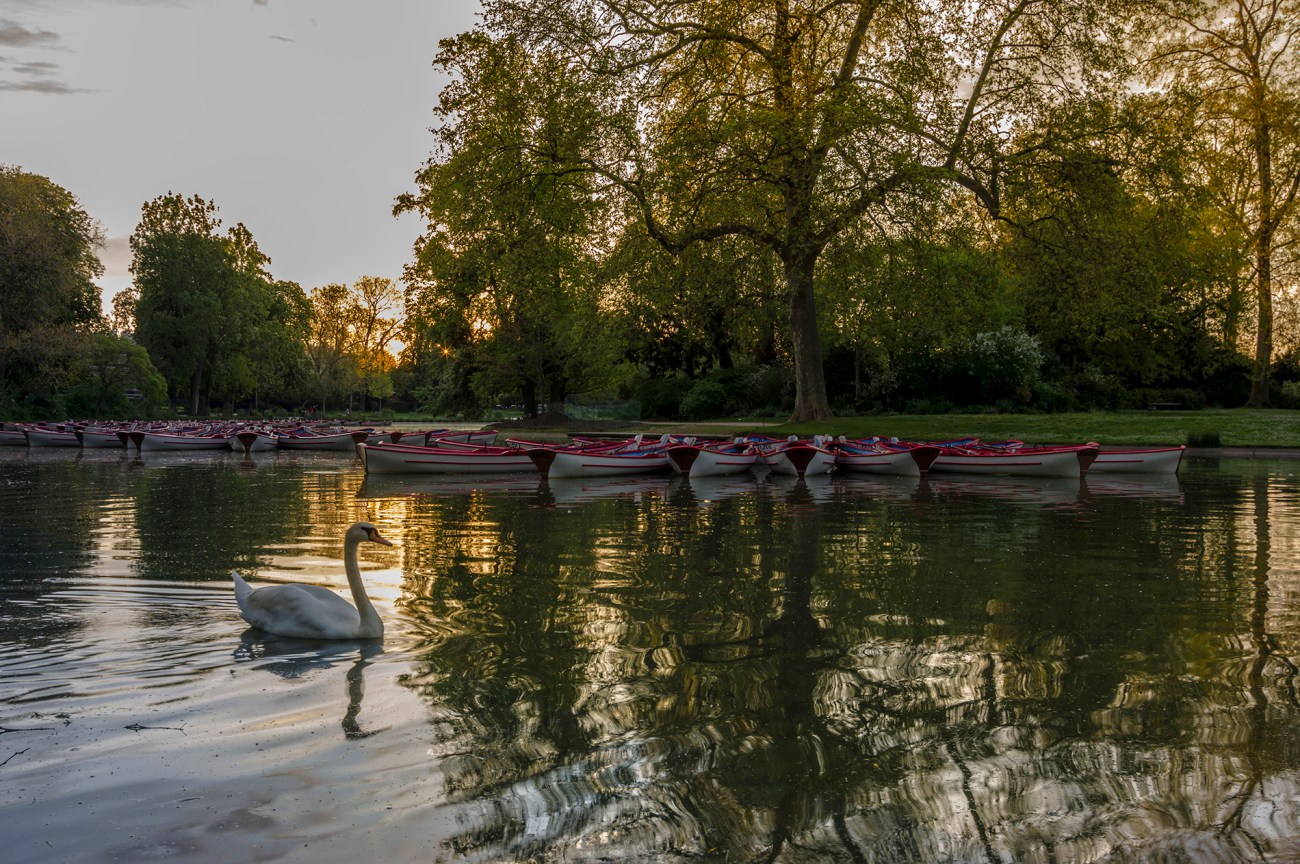 barques cygne lac Daumesnil lever soleil Paris copie