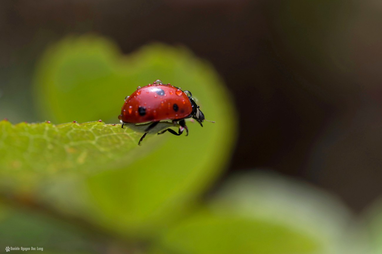 coccinelle coeur de feuille, macro, coccinelle, rosée, faune et flore, insecte, coccinellidés, bêtes à bon Dieu, coléoptères