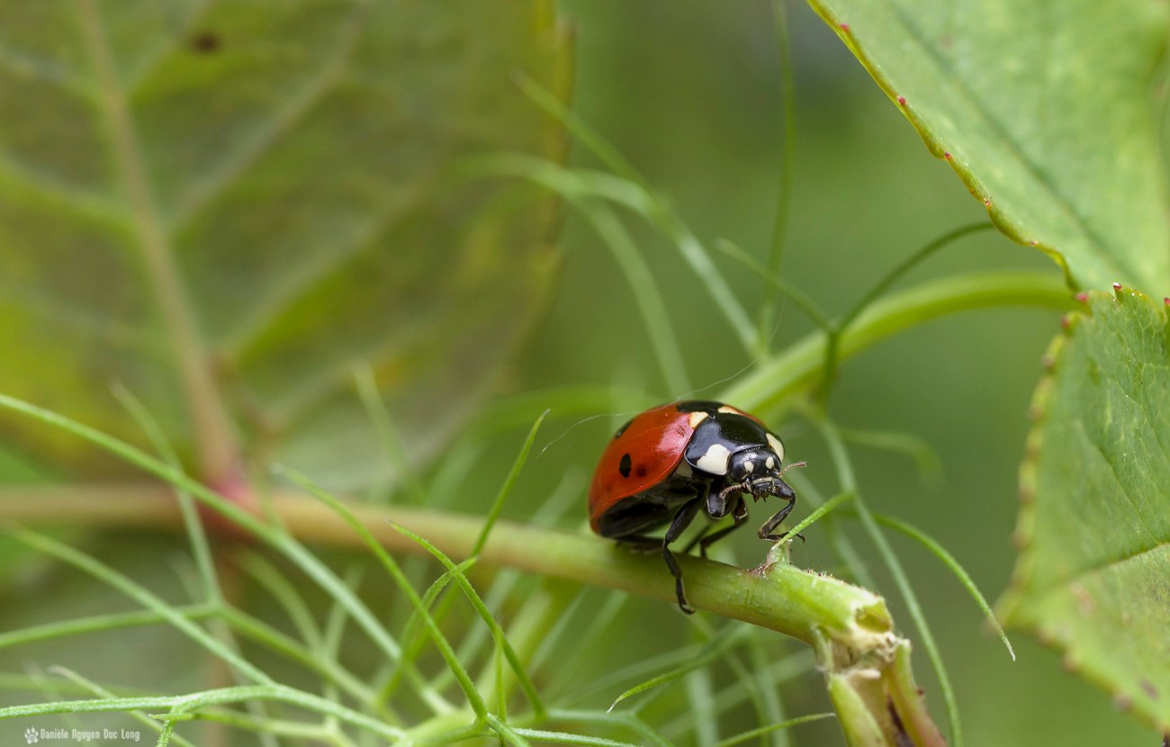 coccinelle tige rosier, macro, coccinelle, rosée, faune et flore, insecte, coccinellidés, bêtes à bon Dieu, coléoptères