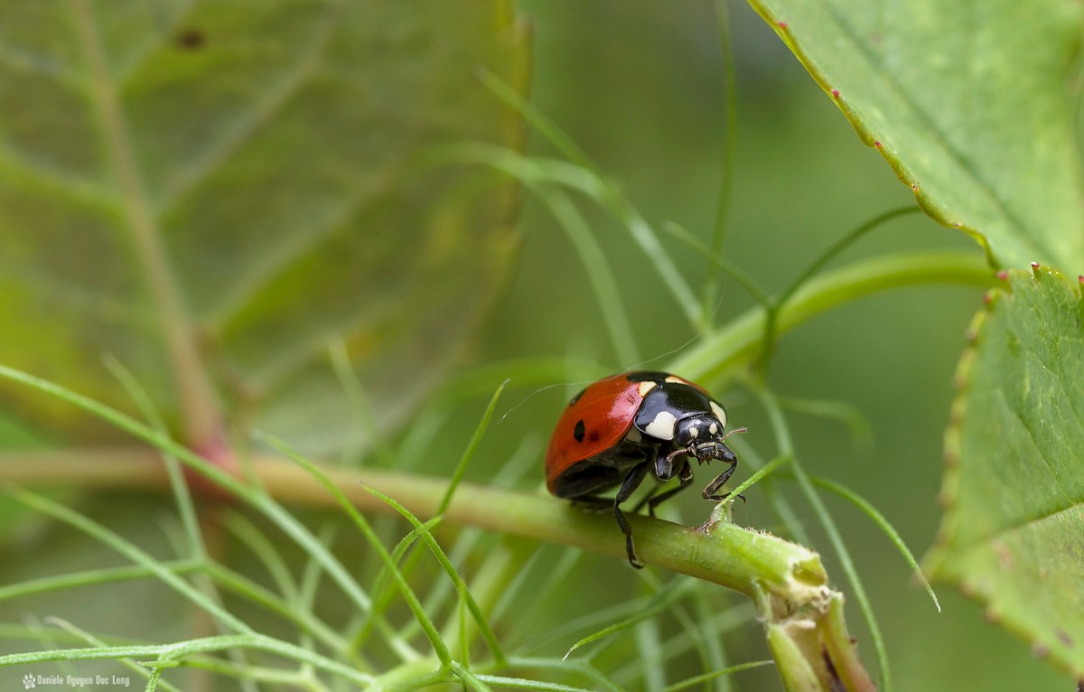 coccinelle tige rosier, macro, coccinelle, rosée, faune et flore, insecte, coccinellidés, bêtes à bon Dieu, coléoptères coccinelle tige rosier, macro, coccinelle, rosée, faune et flore, insecte, coccinellidés, bêtes à bon Dieu, coléoptères