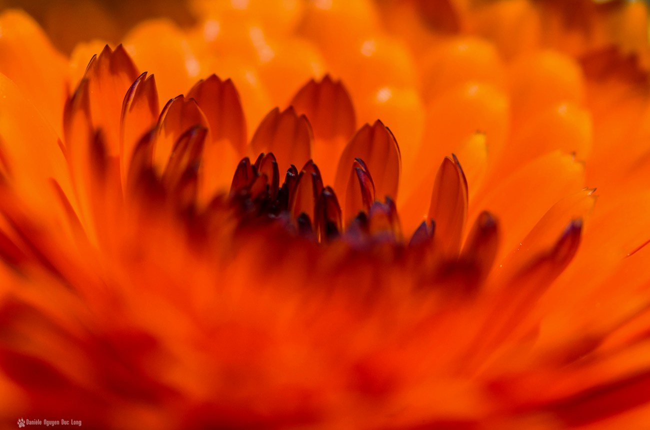 coeur fleur orange, calendula, fleur, 