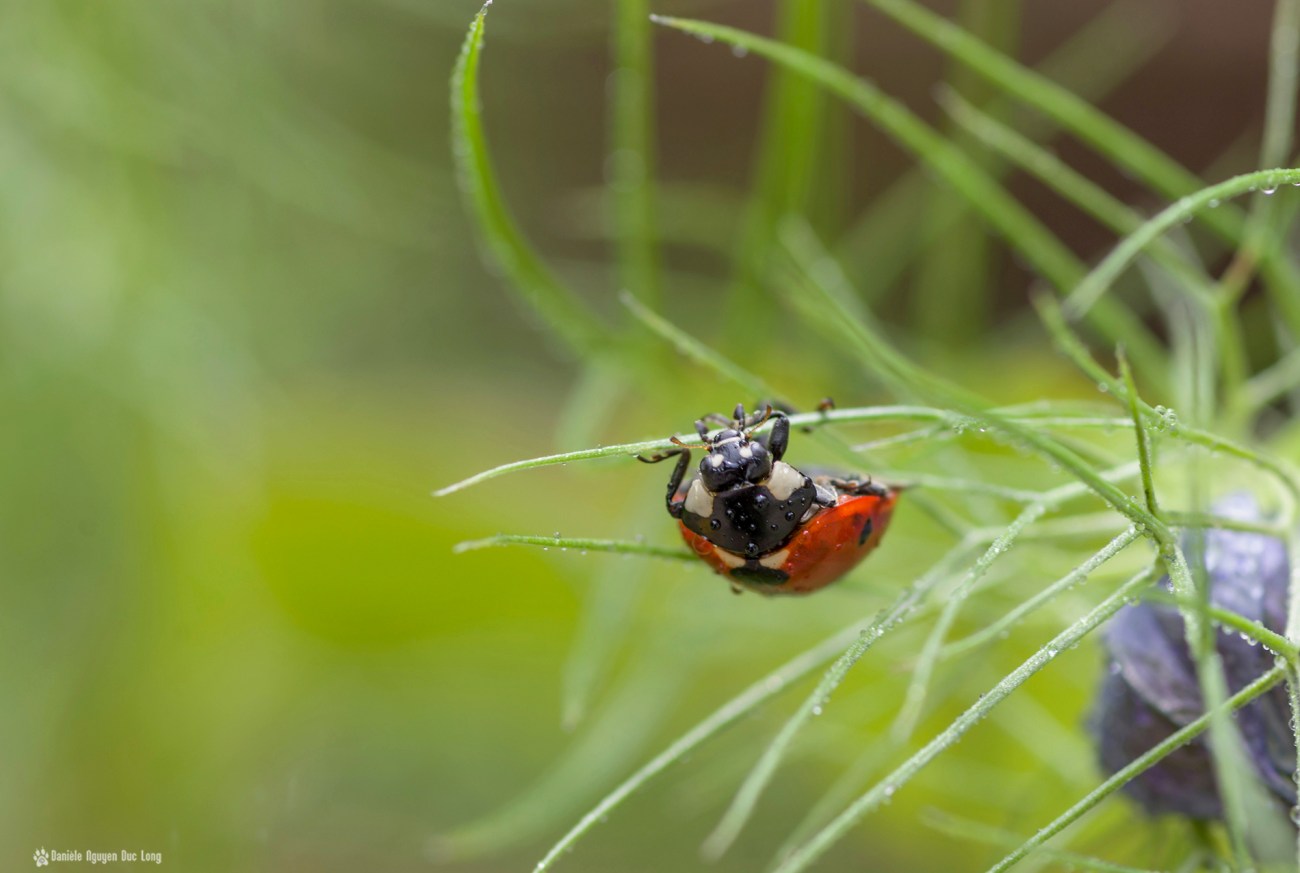 en équilibre coccinelle, macro, coccinelle, rosée, faune et flore, insecte, coccinellidés, bêtes à bon Dieu, coléoptères