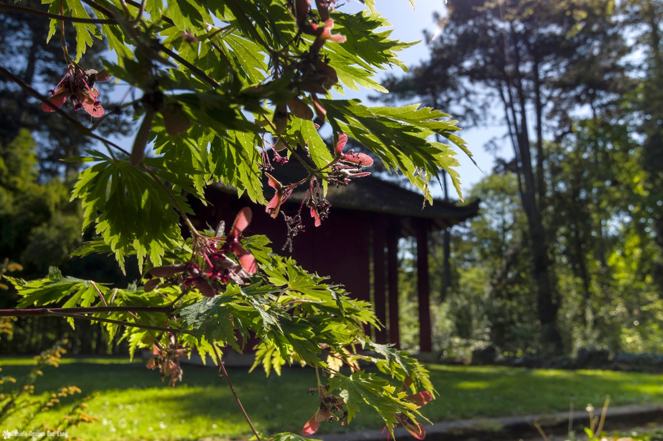 jardin tropical, magnolia, pavillon indochine jardin tropical bois de Vincennes, Paris