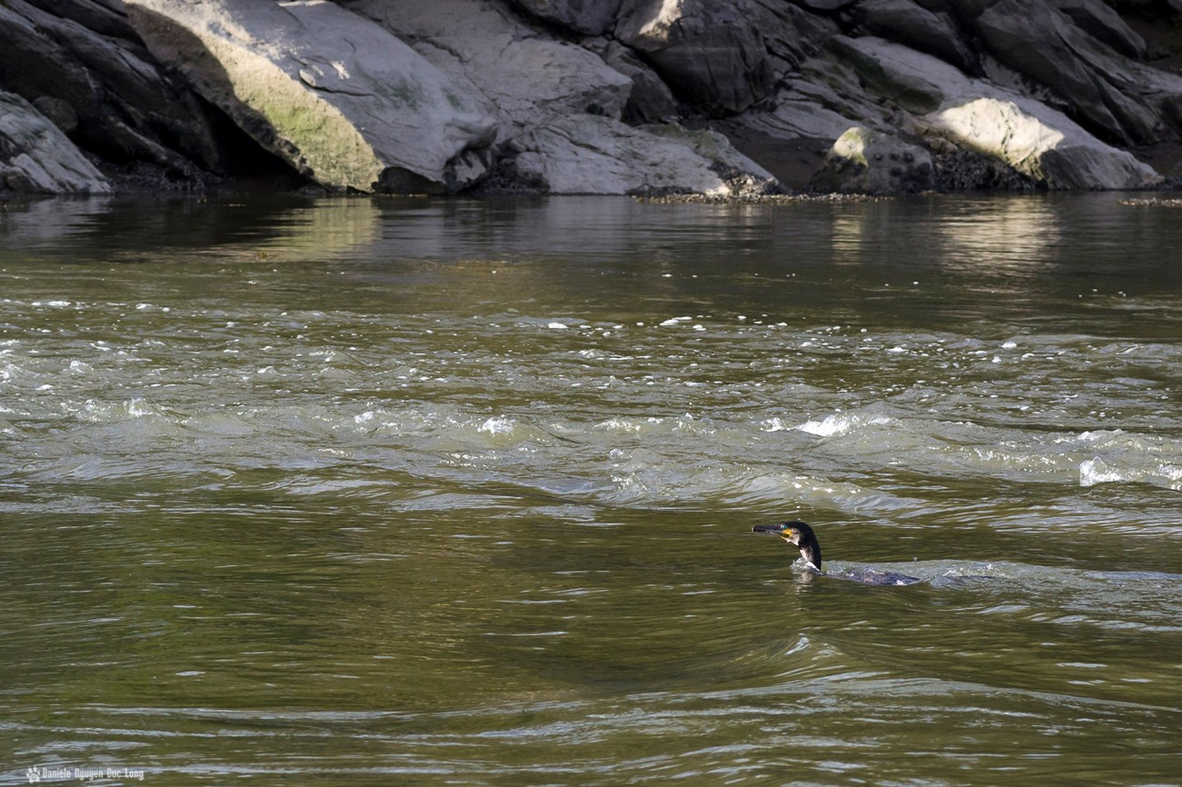 cormoran, pont du diable, Lannilis, Bretagne,Finistère, cormoran, pont du diable, Lannilis, Bretagne,Finistère,