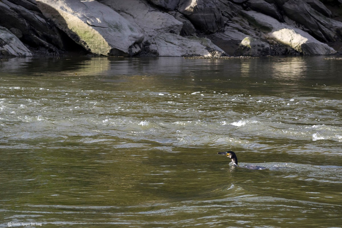  cormoran, pont du diable, Lannilis, Bretagne,Finistère, 