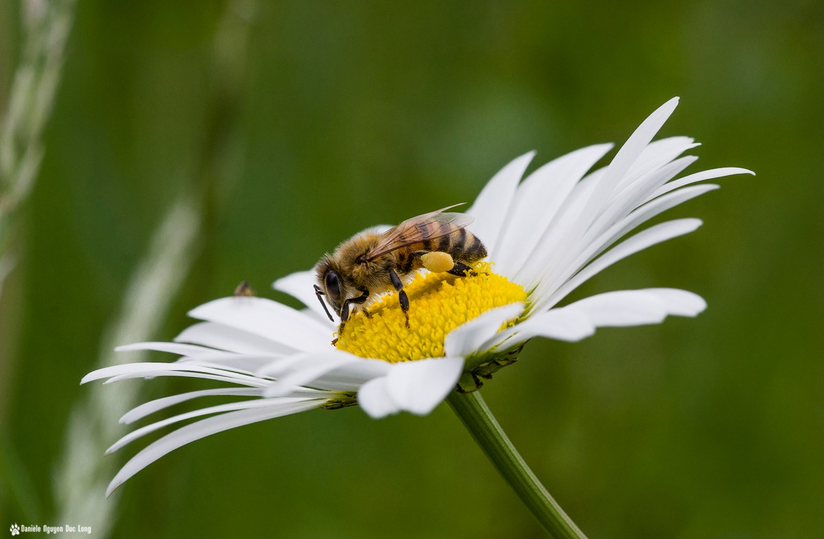 abeille sur marguerite,  abeille, fleur, marguerite, faune et flore