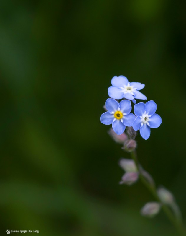 trio fleurs bleues mauves, myosotis, fleurs, macro