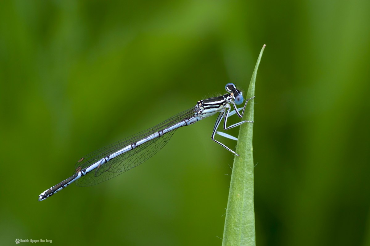 libellule bleue sur tige, libellule, pennipatte bleuâtre, macro, faune et flore