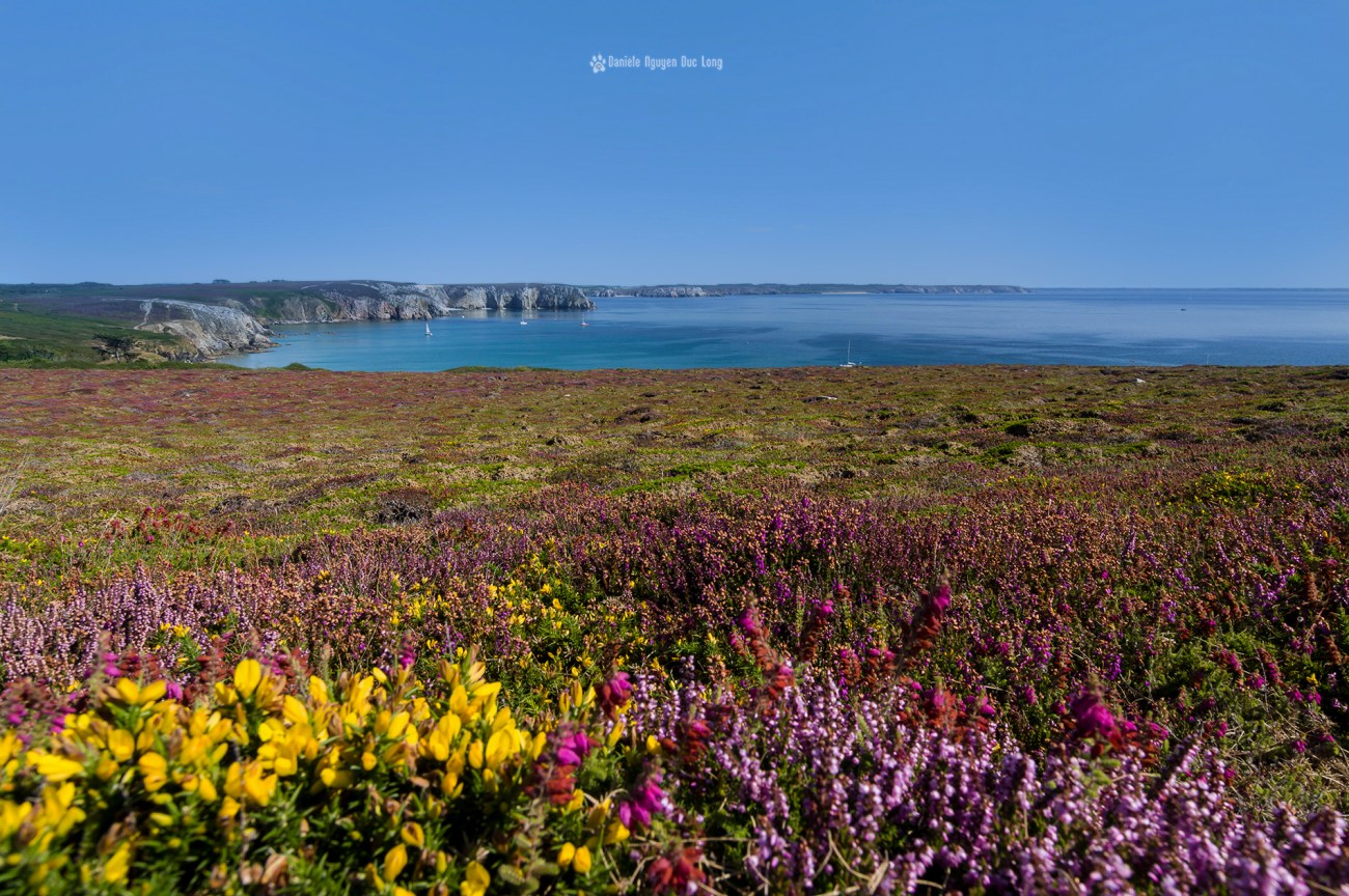 pointe de La Tavelle depuis la pointe de Pen Hir, presqu'île de Crozon, bruyère falaises bretagne, Bretagne, Finistère, Camaret-sur-mer, Crozon