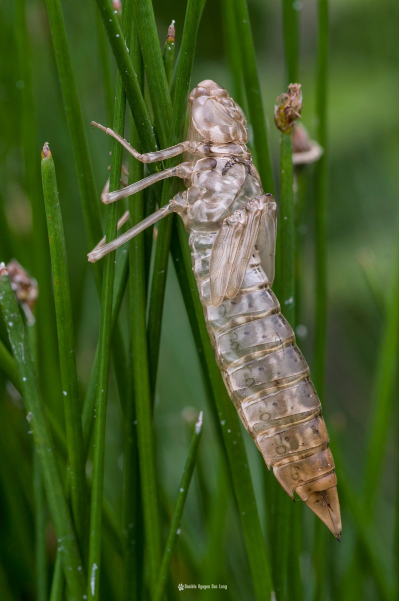 curnic-exuvie-libellule-1-copie, libellule, exuvie de libellule