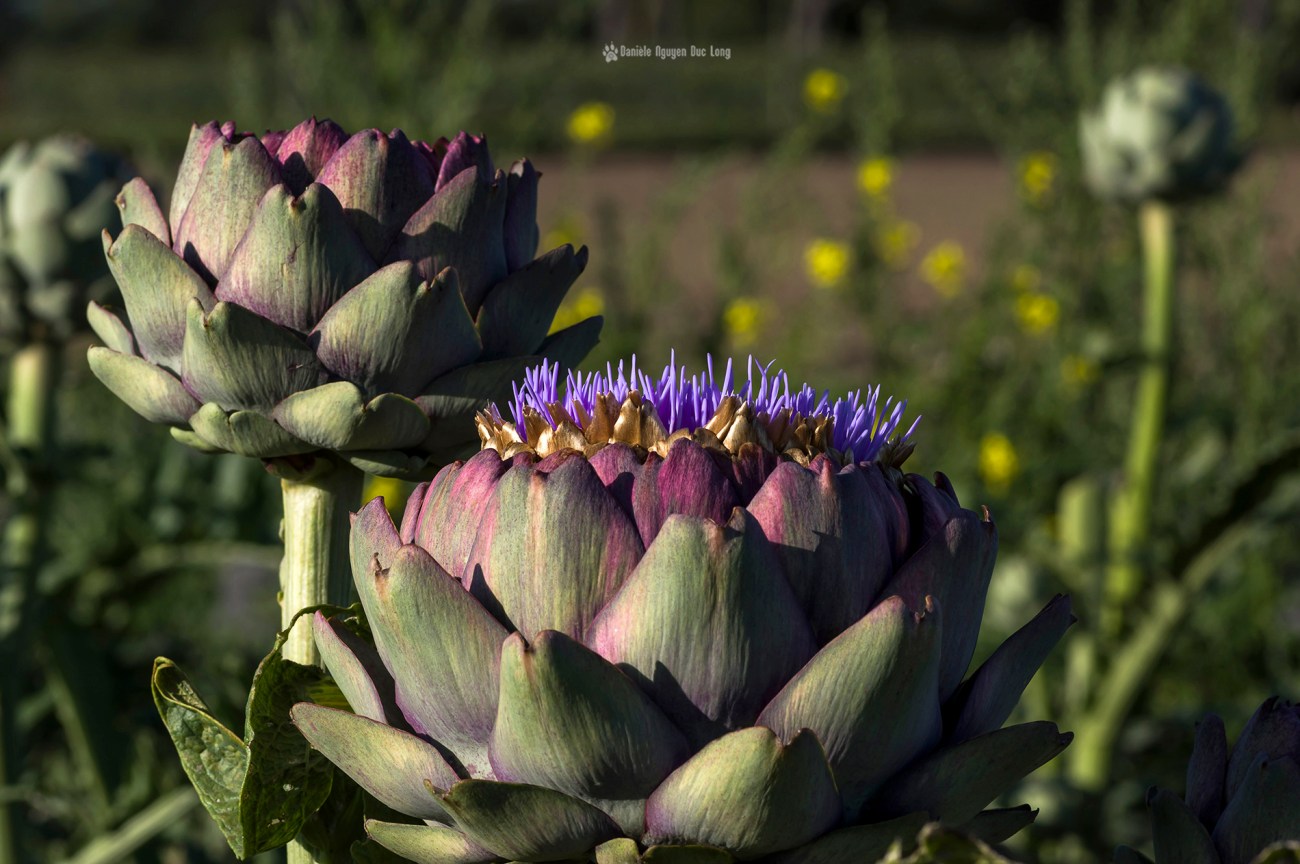 les-artichauts-, artichauts en fleur, fleur d'artichaut, bretagne, finistère