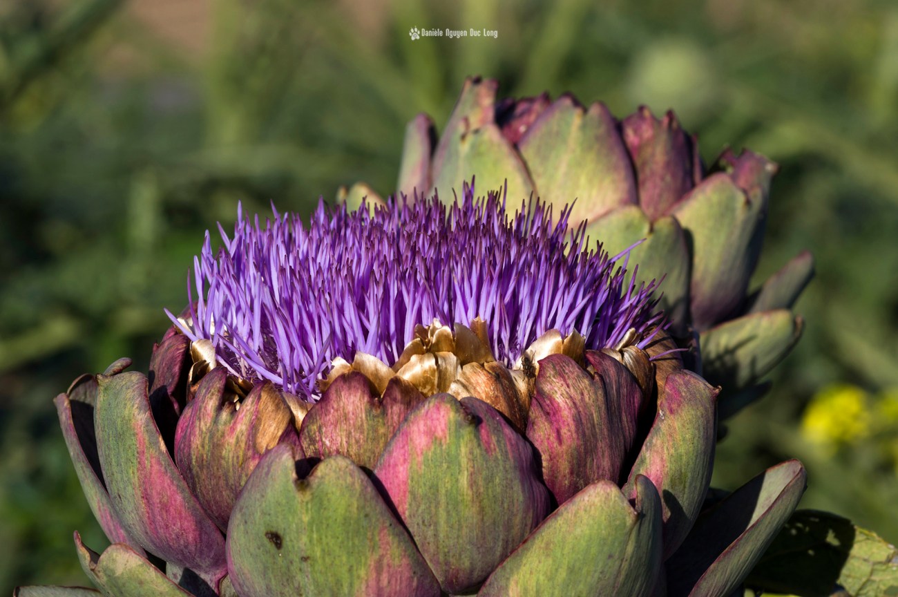 les-artichauts-02-artichauts en fleur, fleur d'artichaut, bretagne, finistère