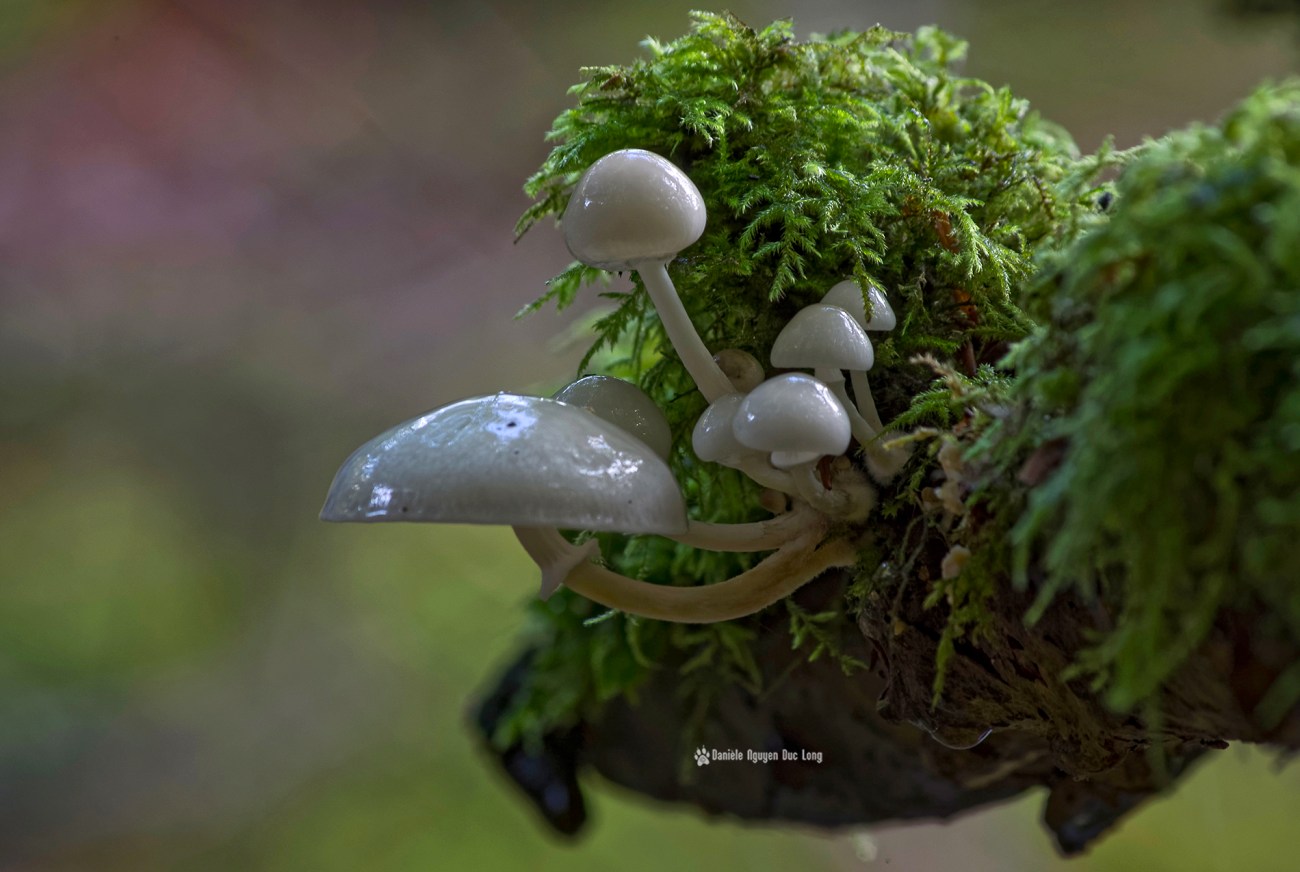 cascade-st-herbot-grappe-de-champignons-blancs-mousse au 55_300-, champignons, mousse, 