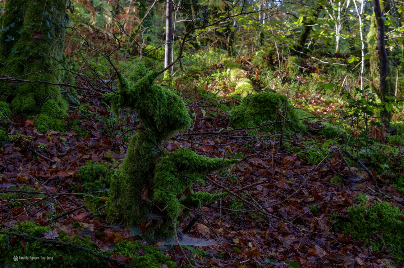 les-roches-du-diable-un-lapin-en-mousse-02-copie