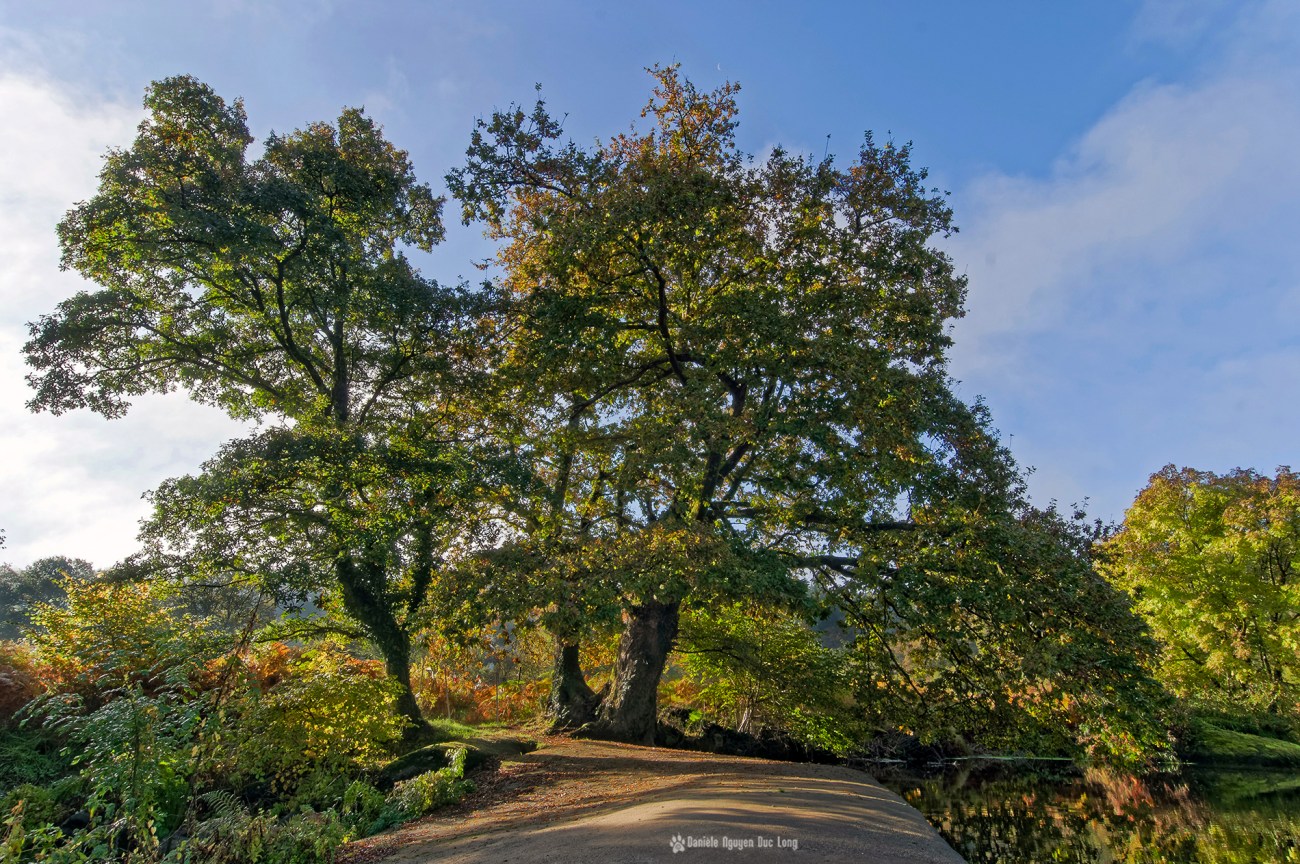 arbres-majestueux-aux-roches-du-diable, reflets-couleurs-d'automne-roches-du-diable-, Guilligomarch'h, Finistère, Bretagne, L'Ellé, 