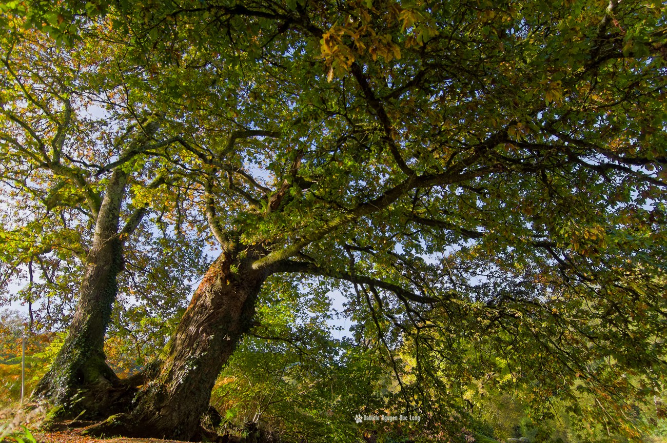 dessous-les-arbres-majestueux-aux-roches-du-diable-, arbres-majestueux-aux-roches-du-diable, Guilligomarch'h, Finistère, Bretagne, L'Ellé, 