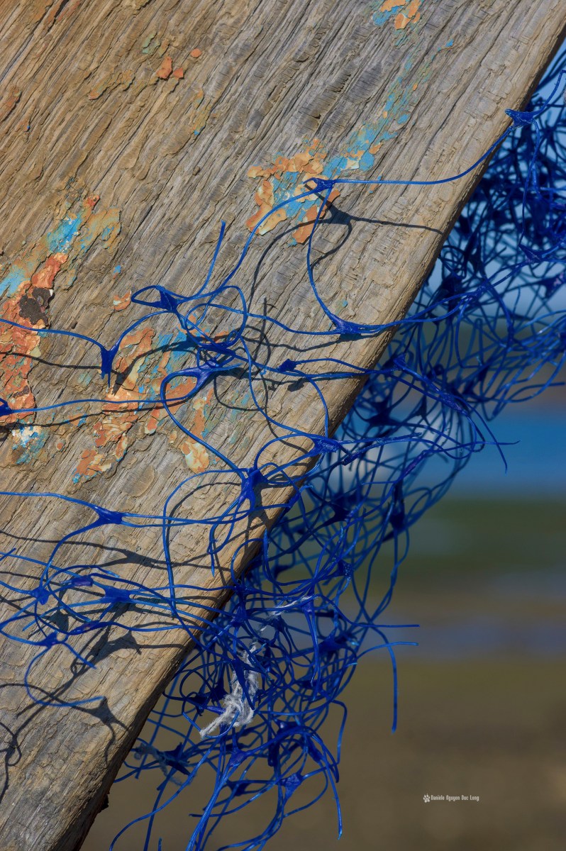 epaves-de-rostellec-pris-au-filet-bleu-1-copie